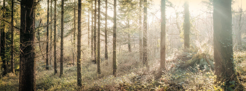 autumn woodland at Idless cornwall uk 