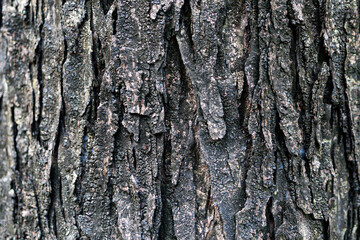 Obraz premium Close-up of dark rough tree bark texture with deep vertical ridges and weathered organic patterns.