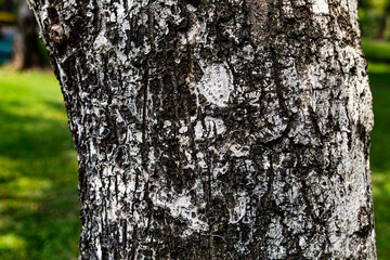 Fototapeta premium Natural mottled tree bark with white and gray patches on a thick trunk in a sunlit public park.