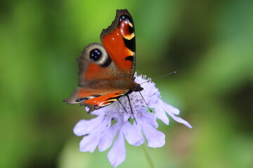 Inachis io geisha on Flower with Wings Open &ndash; Peacock Butterfly Showing Eye Spots Macro Wildlife Photo