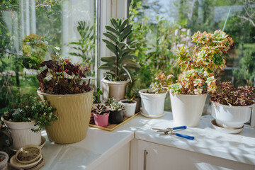 Indoor plants on a white bedside table. Large veranda with panoramic windows and indoor plants. Care and pruning of succulents.
