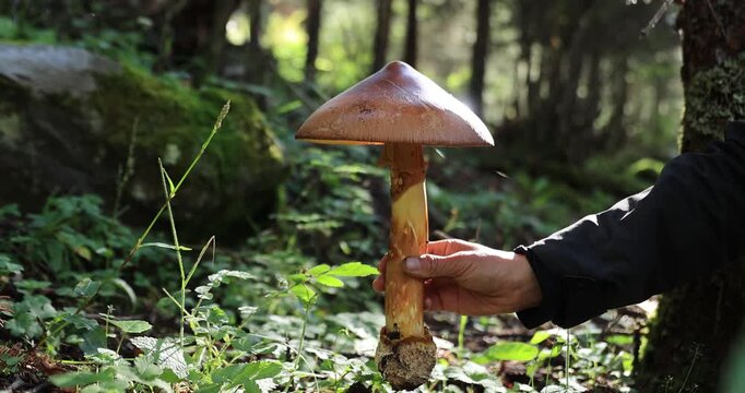 Picking amanita caesarea, orange mushroom edible in forest of China, slow motio