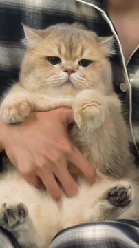 Fluffy golden shaded british shorthair cat being affectionately cuddled and scratched on its belly by a person wearing a plaid pajama shirt indoors.