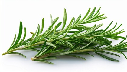 Obraz premium fresh green rosemary herb sprigs isolated on white background