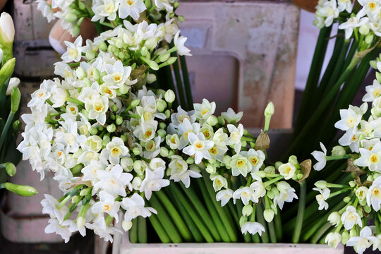 Paperwhite daffodils bouquets background