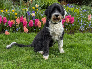 Fototapeta premium Dog sitting beside a flower garden
