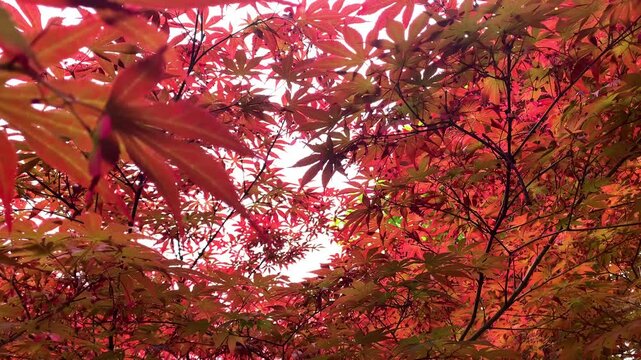 Autumn Maple Canopy with Red and Gold Leaves