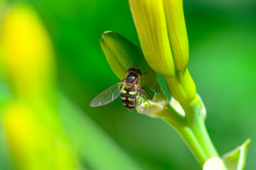 Tiny wasp pollinating a yellow flower in the summer garden  © Andreea_Prodan