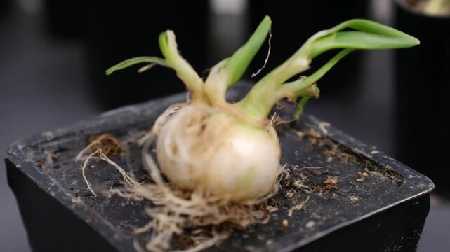 A close-up view of a small sprouting bulb with green leaves and a network of roots in a black square pot