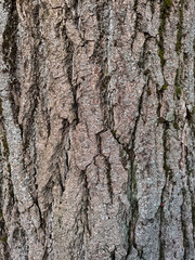 Obraz premium Rough Tree Bark Texture with Moss and Lichen