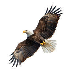 Obraz premium Majestic American bald eagle flying isolated on white background,