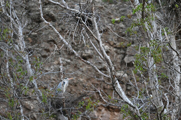 A heron waiting in its nest among the tree branches. A photograph themed around wildlife and bird watching in its natural habitat.