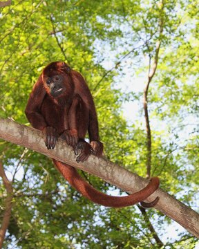 Red Howler Monkey Alouatta seniculus with thick reddish brown fur and long prehensile tail sitting on tree branch in tropical rainforest canopy. Wild primate in natural habitat. Vertical.