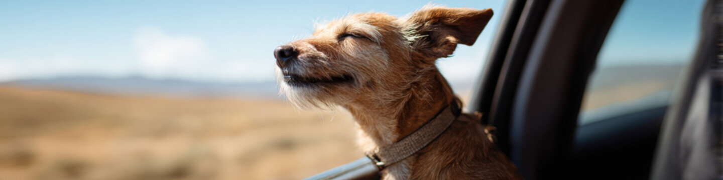 Happy dog enjoying car ride with head out of window in sunny landscape