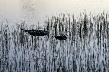 American Alligator - Alligator mississippiensis - amidst reeds in early morning light in Nine Mile Pond in Everglades National Park, Florida.