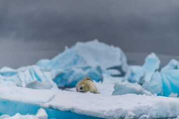 Close-up of a crabeater seal -Lobodon carcinophaga- resting on a small iceberg near the fish islands on the Antarctic peninsula © Goldilock Project