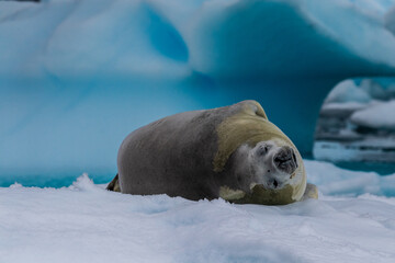 Close-up of a crabeater seal -Lobodon carcinophaga- resting on a small iceberg near the fish islands on the Antarctic peninsula © Goldilock Project