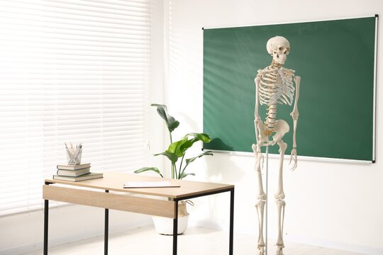 Human skeleton model near green chalkboard in classroom