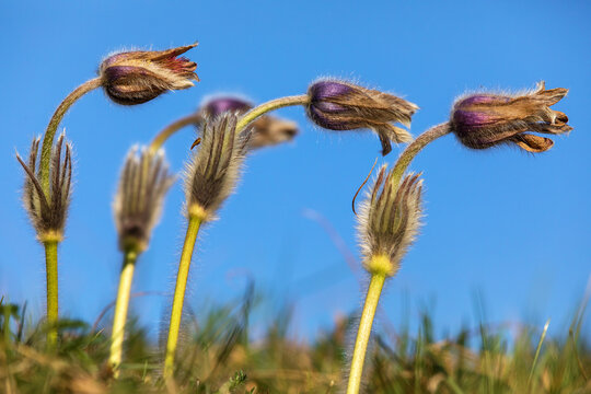 Pasqueflowers pulsatilla grandis greater pasqueflower