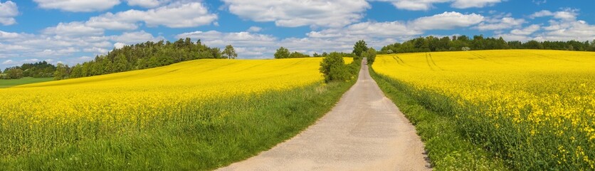 Field rapeseed canola colza brassica napus road