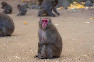 高崎山自然動物園のニホンザル