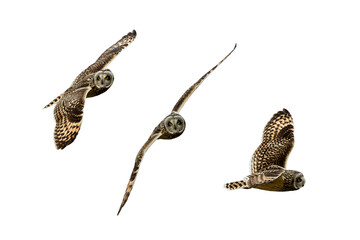 飛翔するコミミズクの切り抜き画像