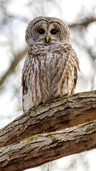 A ruffled striped owl prepares for the hunt