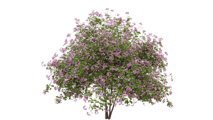 Pink Blossom Tree 3D Rendering. Spring Floral Landscape