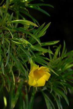 Tropical oleander