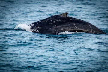Humpback Arching