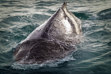 Humpback Dorsal