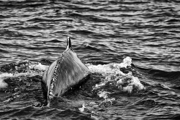Humpback in the Atlantic