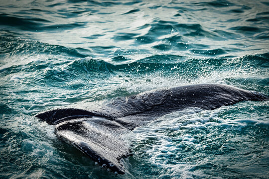 Humpback Tail 1