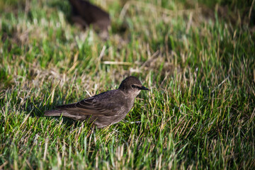 Selective focus photo. Detailed close-up of a juvenile common starling standing on green grass.