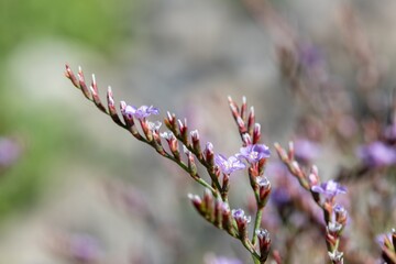 Close up of common sea lavender (limonium vulgare) flowers in bloom