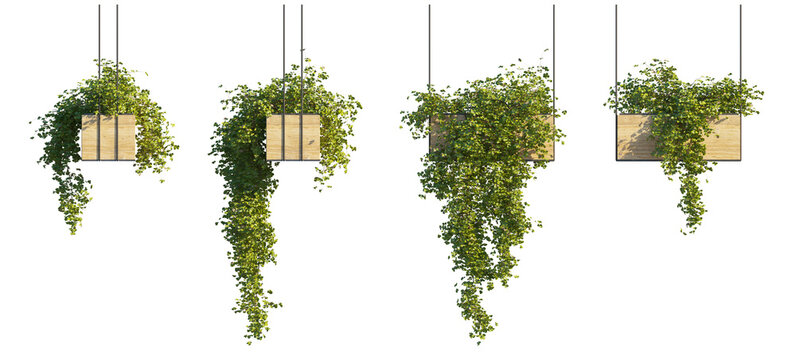 Hanging Wooden Planter with Climbing Vine Plant (Trailing Vine in Wooden Pot, Ivy Hanging Basket) Isolated PNG on a Transparent Background Premium Nature Cutout &ndash; 4 Views
