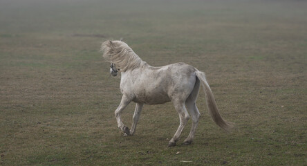 White horse walking in foggy meadow © Nadia