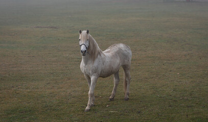 Fototapeta premium White horse walking in foggy meadow