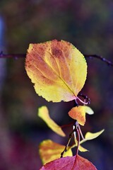 Obraz premium Macro shot of colorful autumn apricot leaf on a branch with blurred background