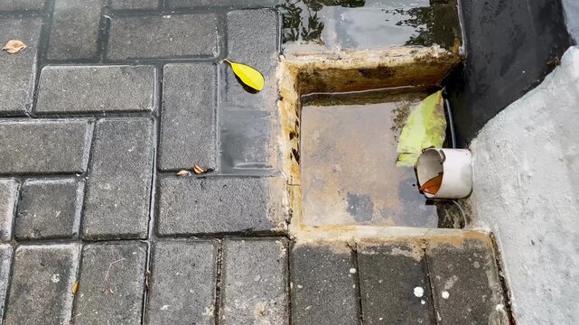 Stagnant Water in Concrete Drainage with Fallen Leaves and Millipedes