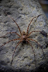Frontal portrait of a giant huntsman spider camouflaged on a grey rock surface