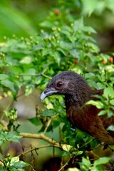Fototapeta premium Portrait of a grey-headed chachalaca