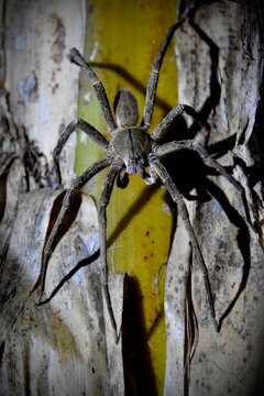 Large banana spider or huntsman in panamanian jungle