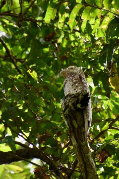 Great potoo camouflaged on a tree branch in Darien nationalpark