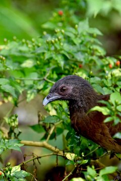 Portrait of a grey-headed chachalaca