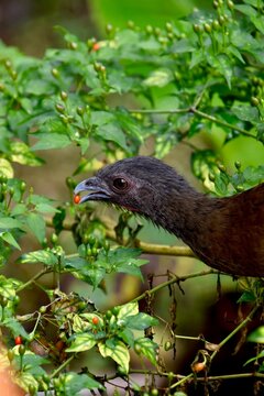 Grey-headed chachalaca feeding on small red fruits