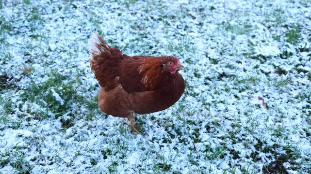 Gros plan sur une poule dans un jardin avec de la neige pendant l'hiver.