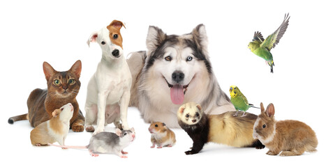 Cute pets on white background. Parrots, dogs, cat, bunny, ferret, rat, hamster and guinea pig
