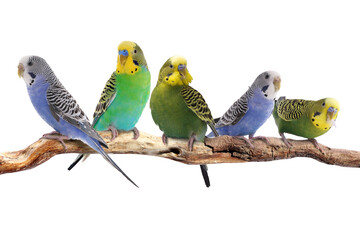 Obraz premium Budgerigar parrots sitting on branch against white background. Feathered pet