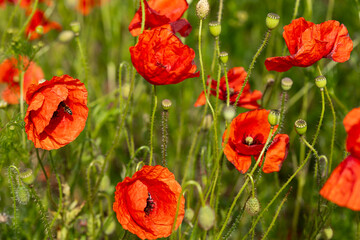 Naklejka premium Bright red poppies blooming in a field with green stems and buds under natural sunlight, showcasing the vibrant colors of nature in a rural landscape during spring or summer
